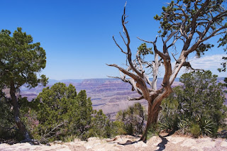 Grand Canyon scene with trees framing both sides by 398336 at https://pixabay.com/photos/grand-canyon-landscape-nature-1893380/