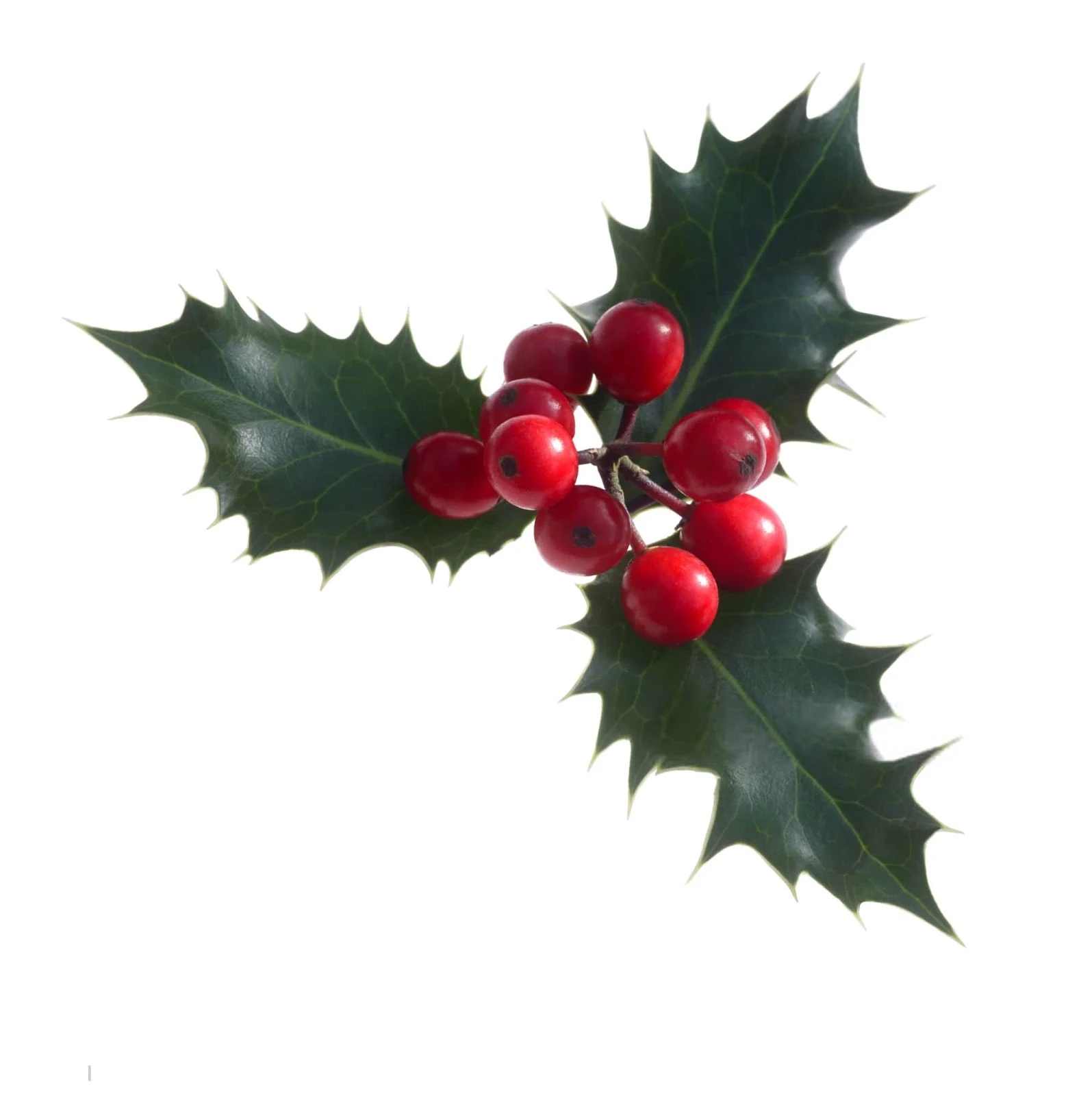 Beautiful Images of Christmas Decorations Images of Christmas Decorations