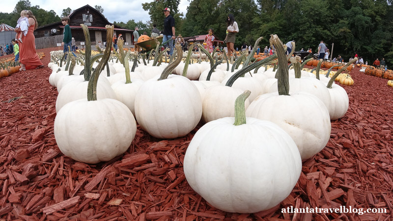 Pumpkin patch