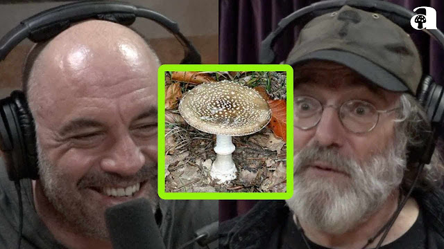 Portobello Mushroom Controversy