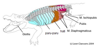  Alat  Pernapasan  pada Hewan  Dunia Biologi