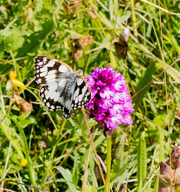 Marbled White, Melanargia galathea, on Pyramidal Orchid, Anacamptis pyramidalis.  6 July 2016. 