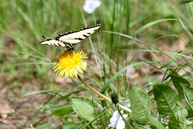 eastern tiger swallowtail (Papilio glaucus)