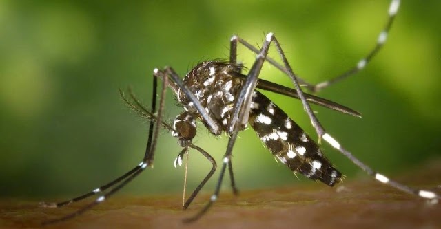 Em menos de dois meses, Brasil já registra metade dos casos de dengue contabilizados em 2023