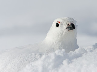 Beautiful Photographs Of Birds