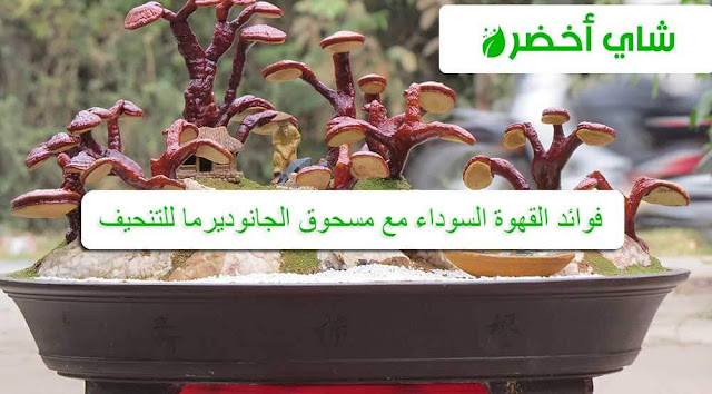 قهوة سوداء مع مسحوق الجانوديرما للتنحيف