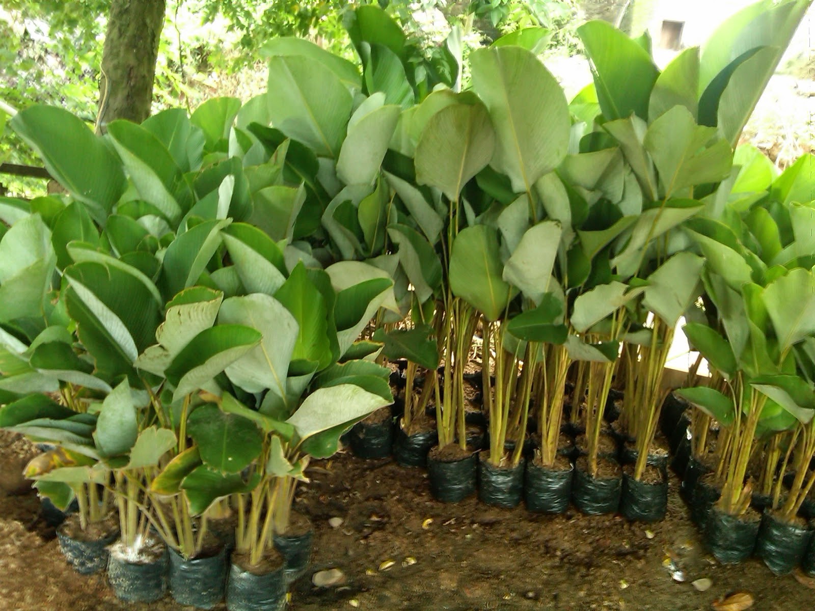 Tukang Taman SAUNG FLORA: JUAL Tanaman pisang pisangan calatea