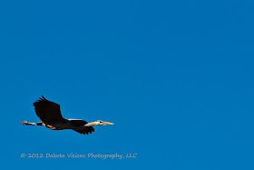 Great Blue Herons Nesting In Flight in Custer State Park Black Hills SD by Dakota Visions Photography LLC