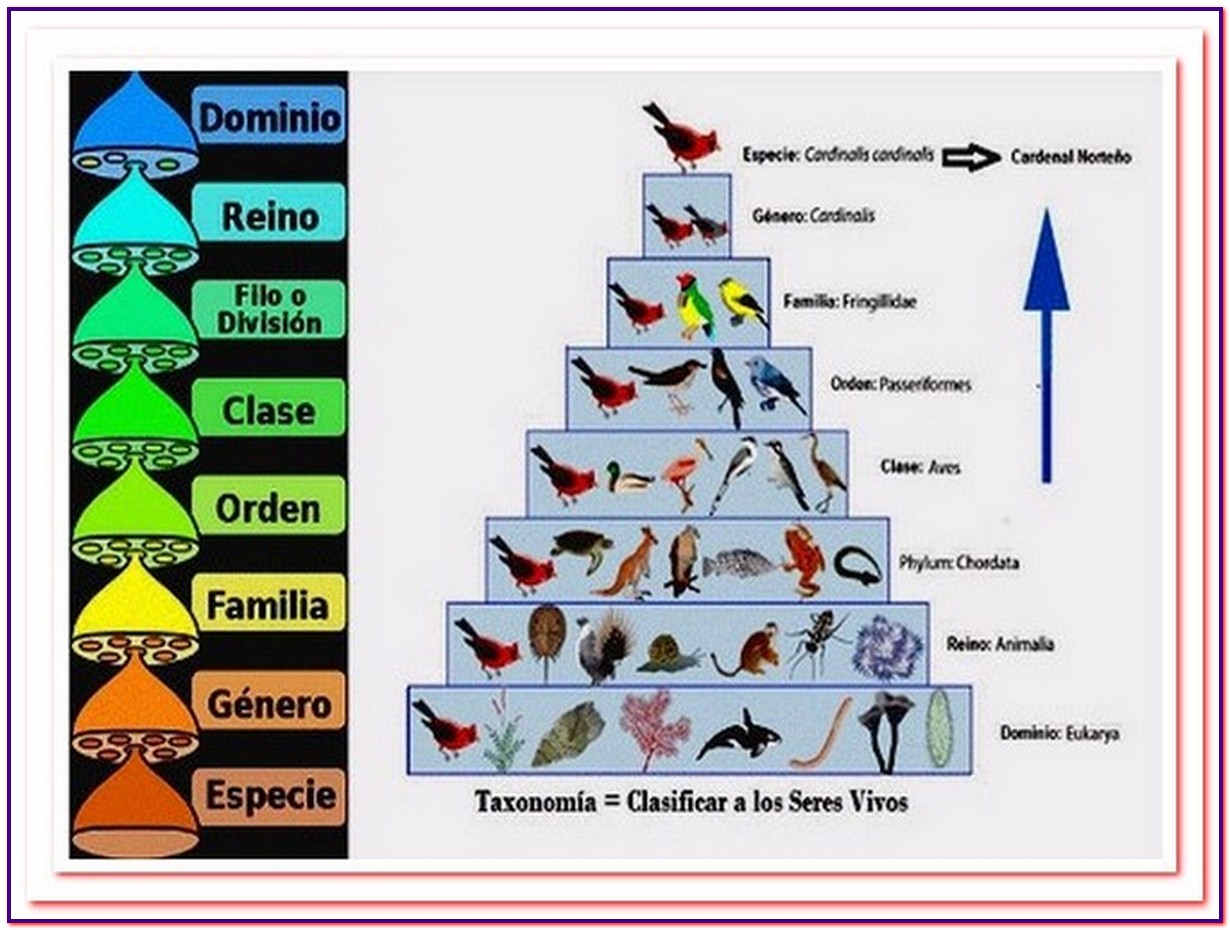 Clasificación Seres vivos