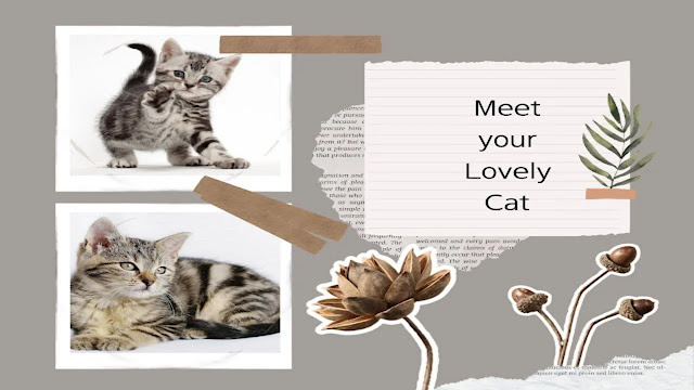 Domestic short-haired Cat