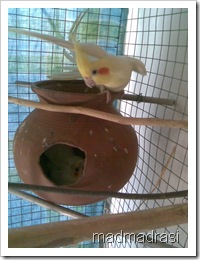 male cockatiel posturing