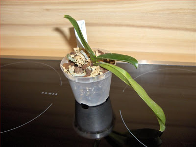 Phalaenopsis (kingidium) chibae, orchidea specie botanica, primo rinvaso effettuato, radici non ben sistemate