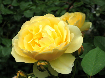 Yellow Roses