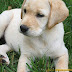 Labrador Puppies Review and Pictures