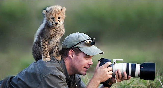 20 fotos mostram que fotografar a animais selvagens pode ser um dos melhores trabalhos do mundo