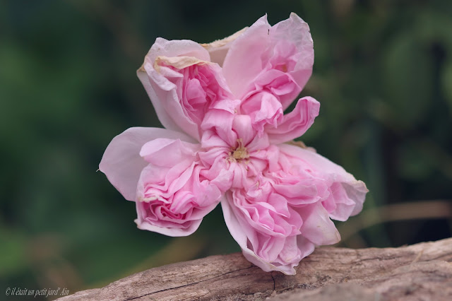 rose de damas parfumée