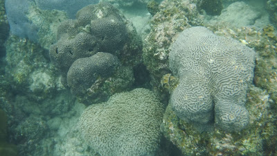 Koh Phangan snorkeling