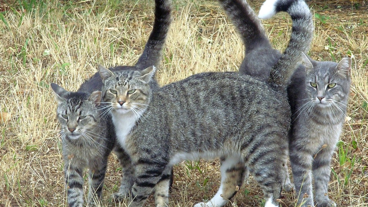 Feral Cat Colonies