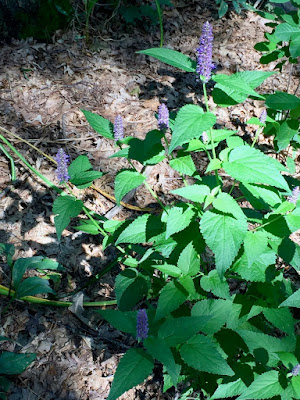 blue giant hyssop