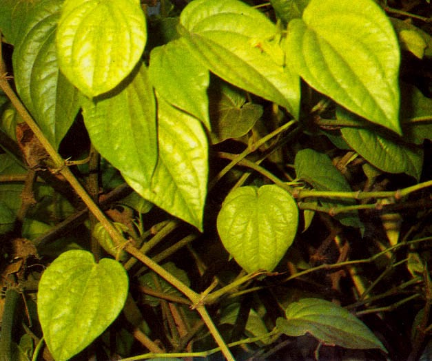 Ramuan Herbal dari Daun Sirih Untuk Pengobatan Penyakit