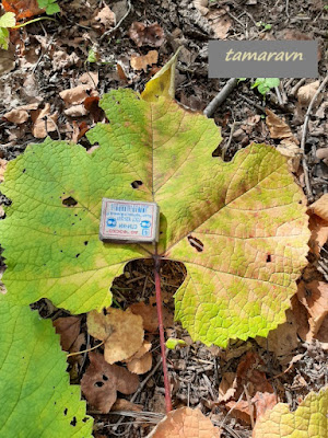 Виноград амурский (Vitis amurensis)