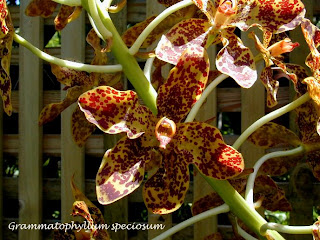 Grammatophyllum speciosum Orchid, Anggrek kategori, Cantik, Bunga Unik 