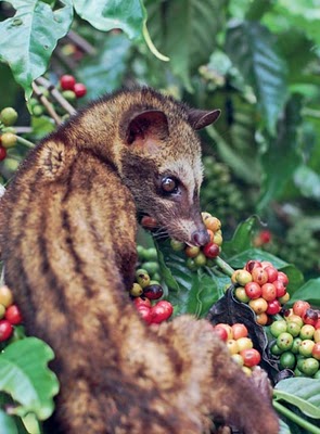  Luwak  Musang Jenis Hewan  Pemakan Buah Kopi Alam Mentari