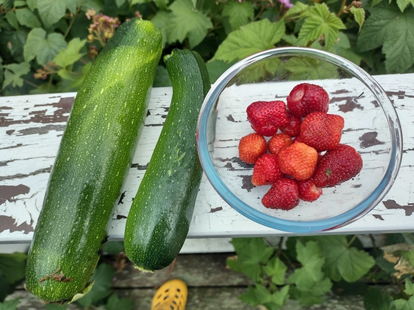 avling squash jordbær