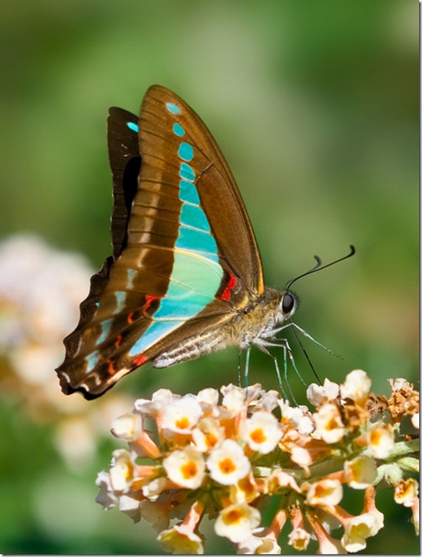 O Pequeno mundo da natureza por Louise Docker (11)