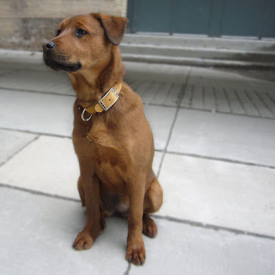 rhodesian ridgeback puppy. Maggie, Rhodesian Ridgeback