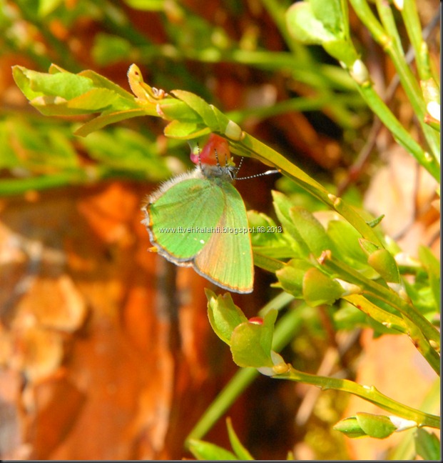 asfaltti työ vt 8 Kangasperhonen (Callophrys rubi) 101