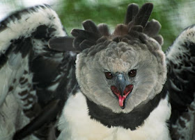 Harpy Eagle image