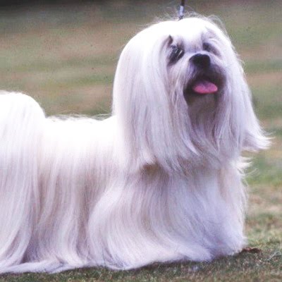 apso lhasa dog. apso lhasa dog.