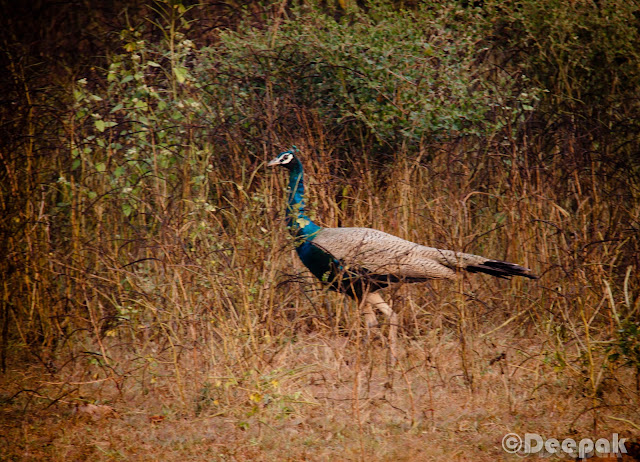 On the first day of the Sariska trip, we enjoyed the palace with a lots of activities. However, a morning safari was already scheduled @700 Hrs next day. We had already listened to the story of Anindya and Chhaya who shared their experience of Jim Corbett where they saw the Tiger. So there were a lot of hopes of spotting a tiger.Some of us were terrified too when we listened to Chhaya about her experience. :)We were all ready at the scheduled time and boarded on the safari. It was very cold outside. So we all loaded ourselves with jackets and pull overs (whatever we could find). Folks who carried camera, were setting up and getting ready. :)We hired three safari jeeps. The right most of 'em was the most experienced one with more than 8 yrs of experience working in Sariska, Ranthambore, Jim Corbett etc.During safari, there were few who were regretting coming out in that much cold weather. They were surely missing their cozy beds back at the palace. However, they made themselves comfortable at the back seat of jeep.I realized that how difficult it is to get a clear shot of animals in wild life. Courtesy to them as they chose to pose for us. We started (and ended too) with the most common and easy to spot animals i.e. deers. A sambar deer looked at us while we were shooting.This is the only clear click I could get of spotted deer. There were many of 'em but not as courteous as other animals to pose for us. :)There were plenty of peacocks too. We stopped many times during the safari to listen to the signals and callings of the animals. Our driver also shared his experience of spotting tigers during the safari. He told us that there are only 4 tigers in the reserve. But after few days 15 more tigers were about to be brought here from Ranthambore.After peacocks and deers what next you would spot in any park is monkeys obviously. :)They were enjoying on the trees. Probably there were used to of seeing strangers. Here is a monkey caught in action. :)Sun was rising and we were enjoying the chilled air in the morning. It was a real nice experience of safari in such a fresh and cold weather.Here is a majestic appearance of Nilgai. While I was shooting, driver told us about the degree of strength it poses. We forced the driver to drive faster when we came to the knowledge. :)While searching for any sign of tiger, we found foot marks of Hyena. Our driver shared the facts about how Hyena are very powerful and they come out in night.This is a very famous bird. Let me see how many of you can guess the name of this bird. (... Yeah! you are right...I dont remember the name of this bird... ;))....but I think it is Robin bird.There were a lot of Tree Pie birds flying around.A more closer look at sambar deer. It was looking right at me while I clicked.The deers were easy to spot in the forest. They could be found crossing the roads or passing by the road side.We all were enjoying the safari ride. Puneet and I was standing on the jeep and were feeling the cold air and enjoying the jerky rides.Finally we reached at the end of the route-2 of the park with no sign of tiger. :)We took some time to stretch and roamed here and there at that point.Prashant in a joyous mood as he is getting clicked. We both were chasing a parrot but couldn't get a clear shot.We couldn't see the tiger but we were not fully disappointed. Probably it was the freshness of the air and the weather that we rarely get at our workplaces.Ananya was happy as she found a bird feather while she was in search for another. :) While our way back to palace, we also spotted Grey Partridge (titar) which reminded me of many titar-bater sayings in hindi. :)We spotted many birds which we couldn't recognize. However, our driver who was a experienced one kept introducing us.Finally, we were back at the palace. We all were hungry and tired due to more than 2.5 Hrs of safari ride.We reached the palace at around 10.30 AM. We had our breakfast and left the palace for going back home. It was really a nice safari experience in Sariska with the team.