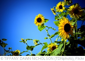 'colors' photo (c) 2010, TIFFANY DAWN NICHOLSON (TDNphoto) - license: http://creativecommons.org/licenses/by-nd/2.0/