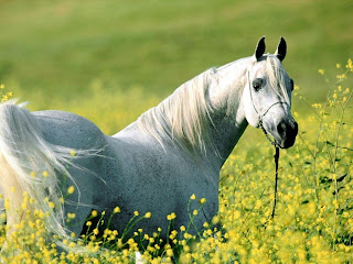 Horse And Garden