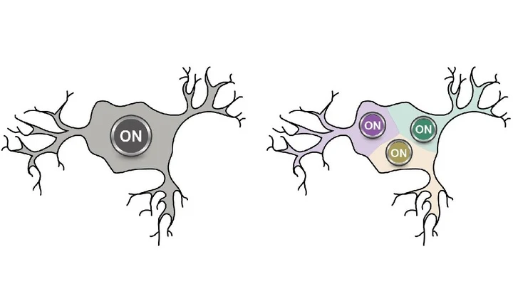 Ideas about the work of neurons of the brain turned out to be erroneous (2)