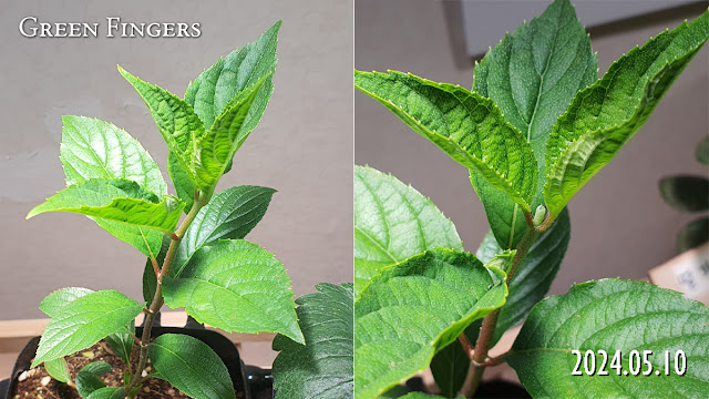 new shoots emerging from base of hydrangea