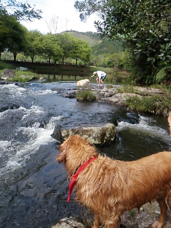 Dogs Trekking 3 (349) Dogs Trekking 3 (349)