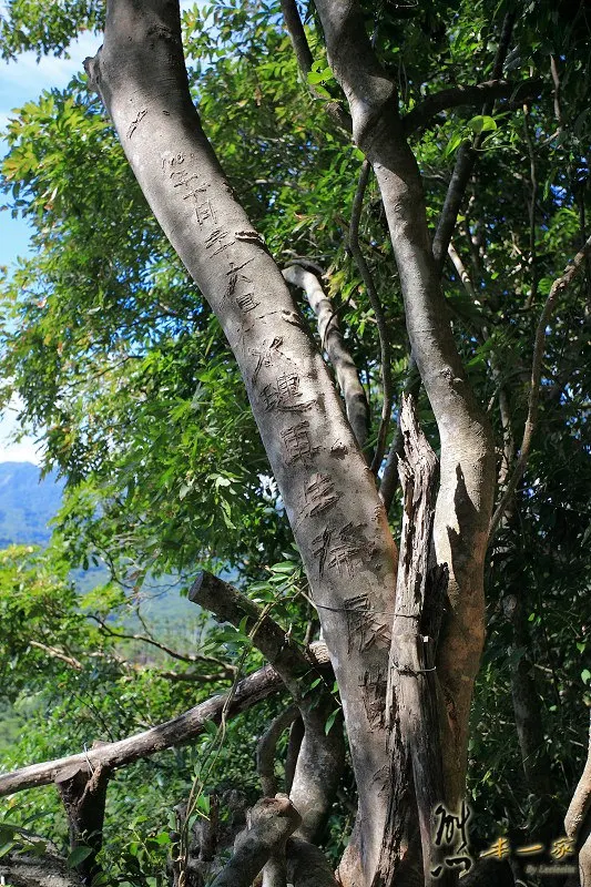 花蓮壽豐私房景點｜美人山秘境|望夫崖~獵人狩獵時兼顧生態永續觀念|東海岸水璉部落工作假期