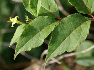 Diervillée chèvrefeuille - Diervilla lonicera - Diervillée du Canada