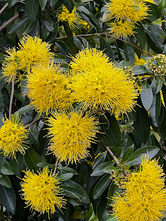 淡水楓樹湖「巨石花園」賞木蓮花 (木蘭） / 桃花源 百年古厝「石頭屋」秘境賞櫻 金浦桃