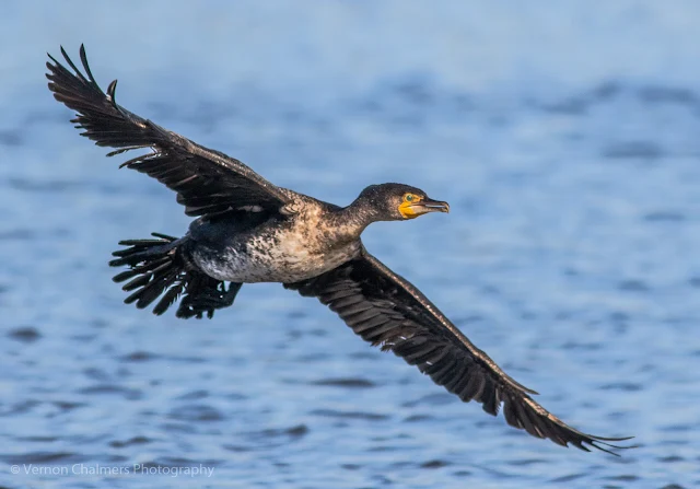 "Scruffy' White-Breasted Cormorant over the Diep River, Woodbridge Island