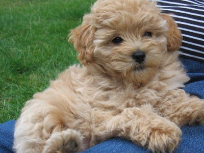 Daisey's Doodles Seattle: Holiday F1b Mini Goldendoodle ...