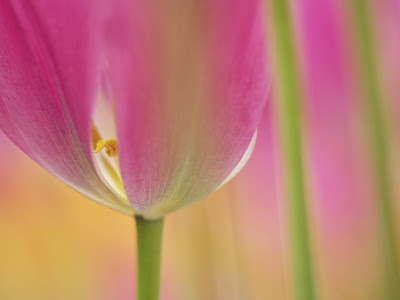 tulipan-de-color-rosa