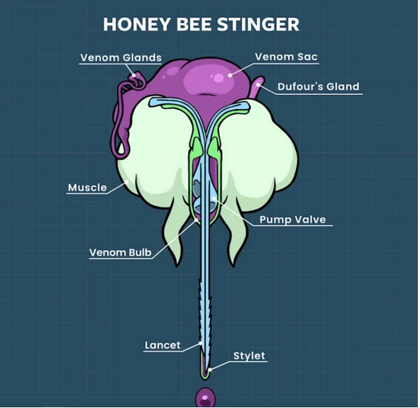 honey-bee-stinger