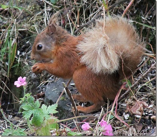 red-squirrel-2