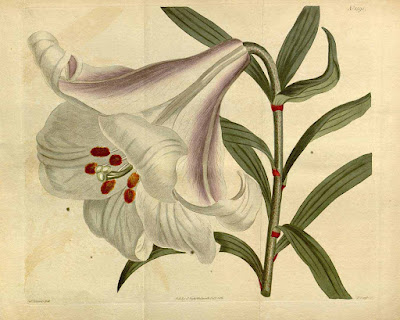 Лилия японская (Lilium japonicum)