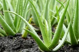 Home Remedies For Frequent Urination - Aloe vera