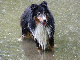 Chien domestique - Canis lupus familiaris 